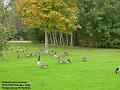 2004-1015geese